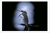 Culex pipiens (common house mosquito) - emerging (c2) by Anonymous