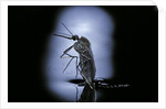 Culex pipiens (common house mosquito) - emerging (c2) by Anonymous