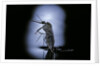 Culex pipiens (common house mosquito) - emerging (c2) by Anonymous
