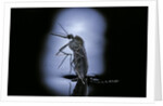 Culex pipiens (common house mosquito) - emerging (c2) by Anonymous