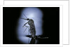 Culex pipiens (common house mosquito) - emerging (c2) by Anonymous
