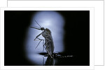 Culex pipiens (common house mosquito) - emerging (c2) by Anonymous