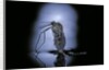 Culex pipiens (common house mosquito) - emerging (c3) by Anonymous