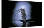 Culex pipiens (common house mosquito) - emerging (c3) by Anonymous
