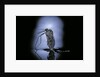 Culex pipiens (common house mosquito) - emerging (c3) by Anonymous
