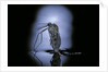 Culex pipiens (common house mosquito) - emerging (c3) by Anonymous