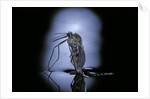 Culex pipiens (common house mosquito) - emerging (c3) by Anonymous