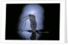 Culex pipiens (common house mosquito) - emerging (c3) by Anonymous