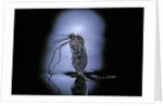 Culex pipiens (common house mosquito) - emerging (c3) by Anonymous