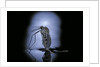Culex pipiens (common house mosquito) - emerging (c3) by Anonymous
