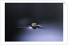 Culex pipiens (common house mosquito) - emerging (d2) by Anonymous