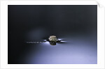 Culex pipiens (common house mosquito) - emerging (d2) by Anonymous