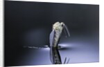 Culex pipiens (common house mosquito) - emerging (d6) by Anonymous