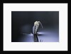 Culex pipiens (common house mosquito) - emerging (d6) by Anonymous