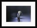 Culex pipiens (common house mosquito) - emerging (d6) by Anonymous