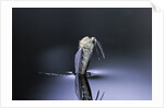 Culex pipiens (common house mosquito) - emerging (d6) by Anonymous