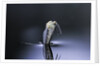 Culex pipiens (common house mosquito) - emerging (d6) by Anonymous