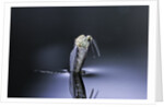 Culex pipiens (common house mosquito) - emerging (d6) by Anonymous