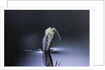 Culex pipiens (common house mosquito) - emerging (d6) by Anonymous