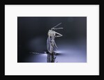 Culex pipiens (common house mosquito) - emerging (d8) by Anonymous