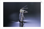 Culex pipiens (common house mosquito) - emerging (d8) by Anonymous