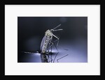 Culex pipiens (common house mosquito) - emerging (d9) by Anonymous