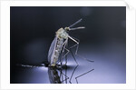Culex pipiens (common house mosquito) - emerging (d9) by Anonymous