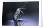 Culex pipiens (common house mosquito) - emerging (d9) by Anonymous