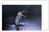 Culex pipiens (common house mosquito) - emerging (d9) by Anonymous