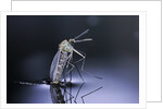 Culex pipiens (common house mosquito) - emerging (d9) by Anonymous