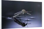 Culex pipiens (common house mosquito) - emerging (d10) by Anonymous