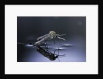 Culex pipiens (common house mosquito) - emerging (d10) by Anonymous