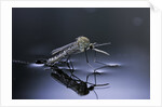 Culex pipiens (common house mosquito) - emerging (d10) by Anonymous