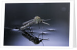 Culex pipiens (common house mosquito) - emerging (d10) by Anonymous