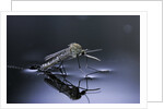 Culex pipiens (common house mosquito) - emerging (d10) by Anonymous