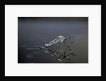 Culex pipiens (common house mosquito) - emerging (d11) by Anonymous