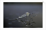 Culex pipiens (common house mosquito) - emerging (d11) by Anonymous