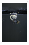 Culex pipiens (common house mosquito) - emerging of the pupa by Anonymous