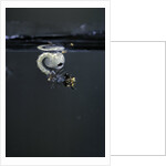 Culex pipiens (common house mosquito) - emerging of the pupa by Anonymous