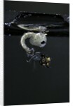 Culex pipiens (common house mosquito) - emerging of the pupa by Anonymous