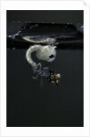 Culex pipiens (common house mosquito) - emerging of the pupa by Anonymous
