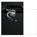 Culex pipiens (common house mosquito) - emerging of the pupa by Anonymous