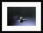 Culex pipiens (common house mosquito) - emerging (d3) by Anonymous