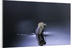 Culex pipiens (common house mosquito) - emerging (d4) by Anonymous