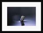 Culex pipiens (common house mosquito) - emerging (d4) by Anonymous