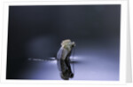 Culex pipiens (common house mosquito) - emerging (d4) by Anonymous