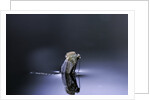 Culex pipiens (common house mosquito) - emerging (d4) by Anonymous