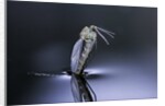 Culex pipiens (common house mosquito) - emerging (d7) by Anonymous