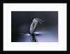 Culex pipiens (common house mosquito) - emerging (d7) by Anonymous