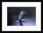 Culex pipiens (common house mosquito) - emerging (d7) by Anonymous